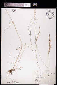 Poa nemoralis image