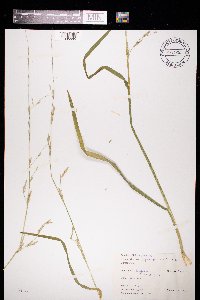 Glyceria fluitans image