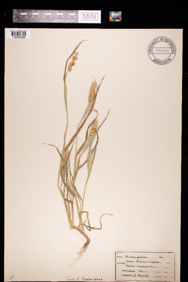 Phalaris paradoxa image