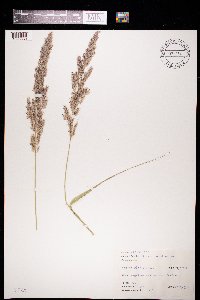 Phalaris arundinacea image