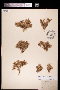 Silene acaulis image