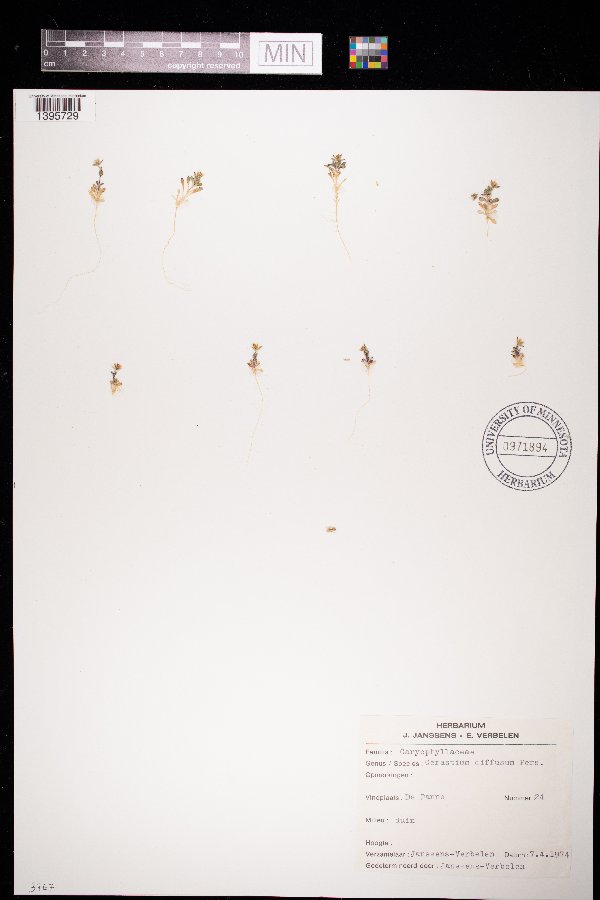 Cerastium diffusum image