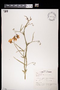 Image of Lathyrus sativus