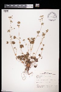 Geranium molle image