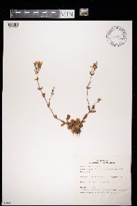 Image of Centaurium erythraea