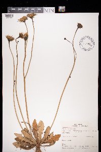 Hypochaeris radicata image