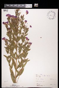 Epilobium hirsutum image