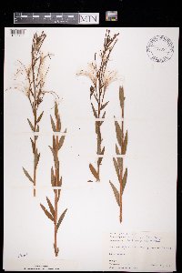 Epilobium parviflorum image