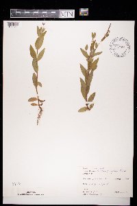 Epilobium parviflorum image