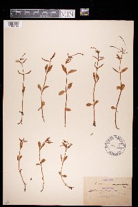 Epilobium lactiflorum image