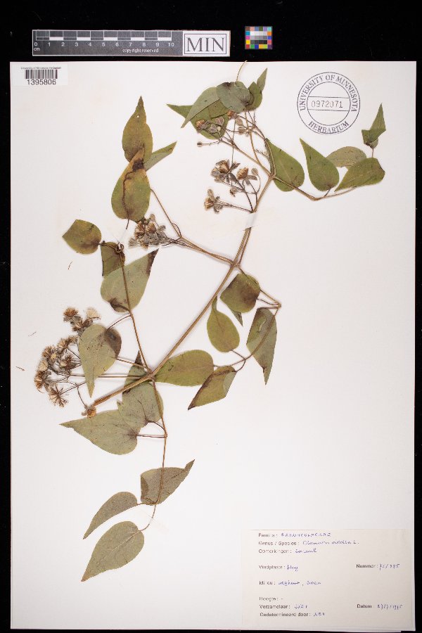 Clematis vitalba image