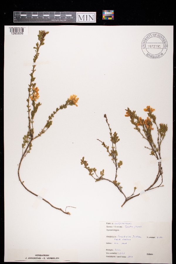 Genista pilosa image