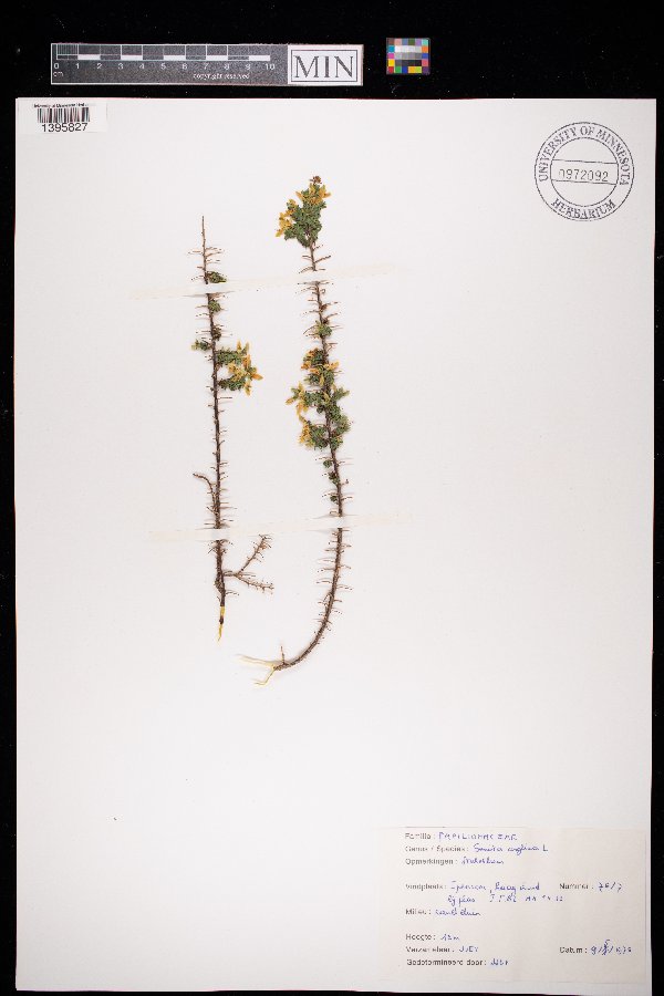 Genista anglica image