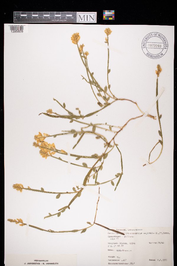 Genista sagittalis image