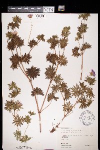 Geranium sanguineum image