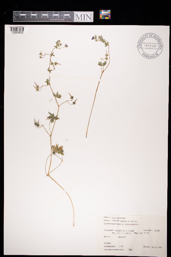 Geranium molle image
