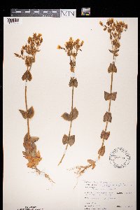 Image of Blackstonia perfoliata