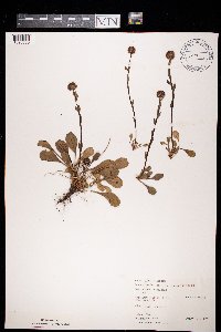 Image of Globularia punctata