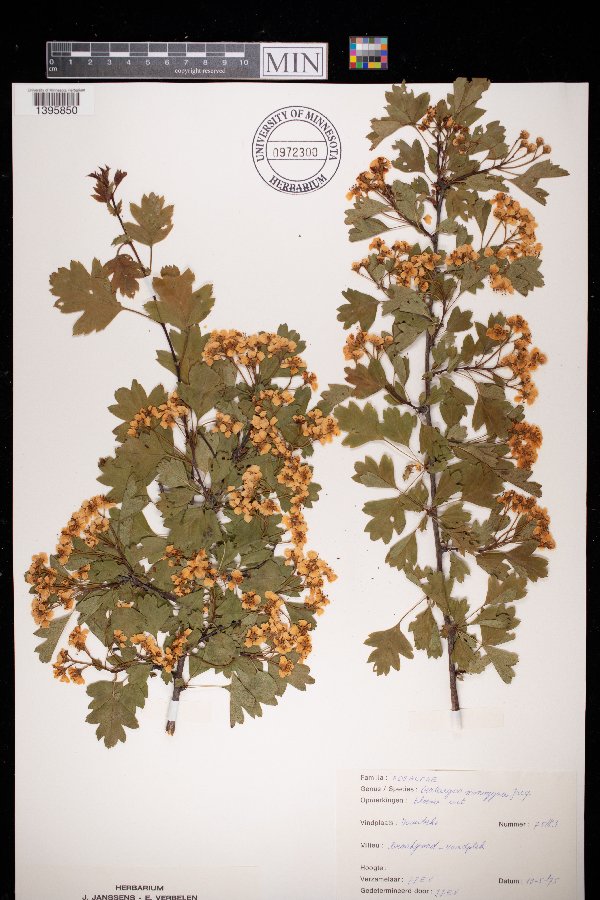 Crataegus monogyna image