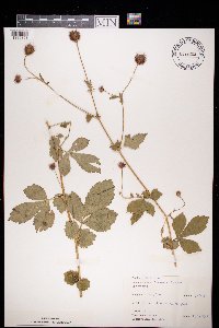 Geum urbanum image