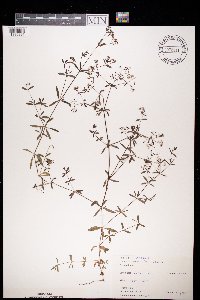 Galium palustre image