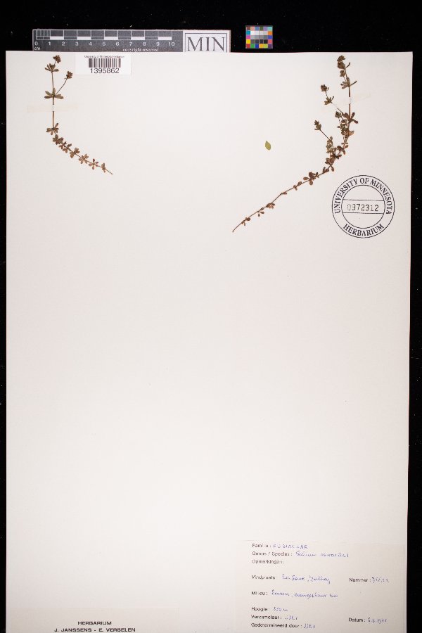 Galium saxatile image