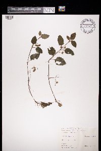 Image of Veronica montana
