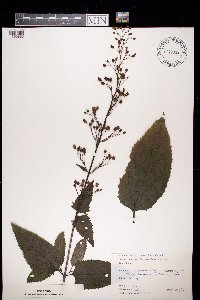 Scrophularia nodosa image