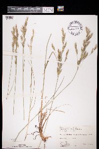 Bromus sterilis image