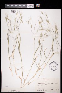 Bromus sterilis image