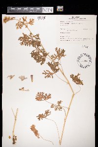 Malva moschata image