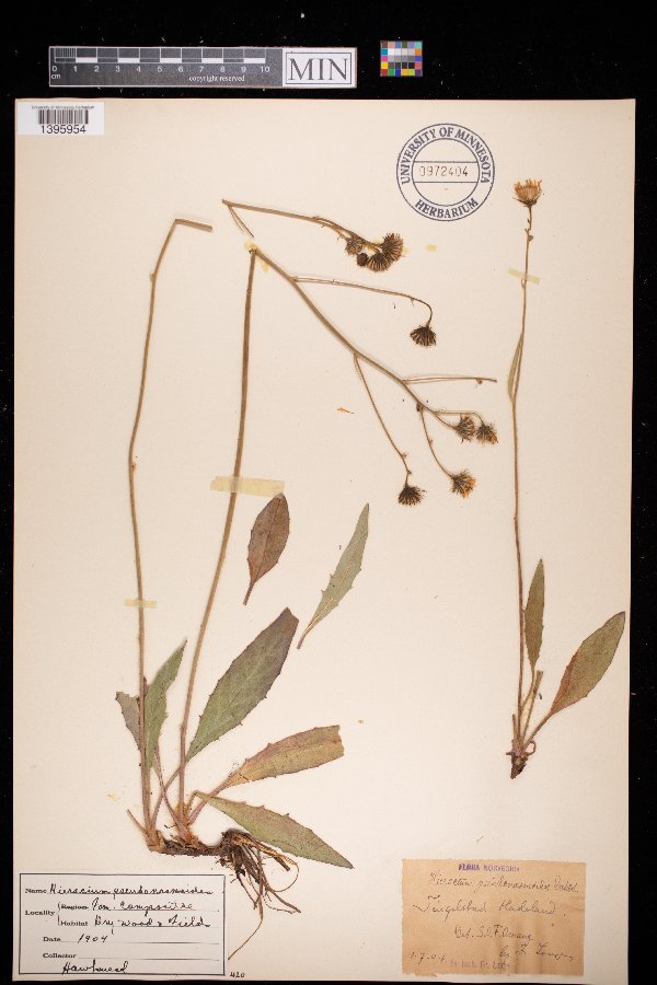 Hieracium saxifragum image