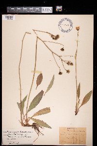 Image of Hieracium saxifragum