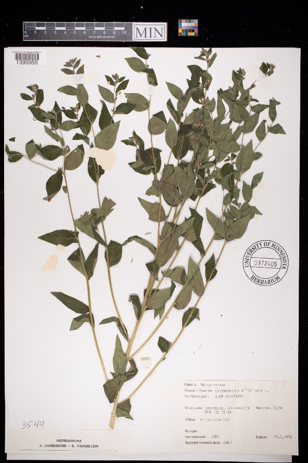 Lithospermum officinale image