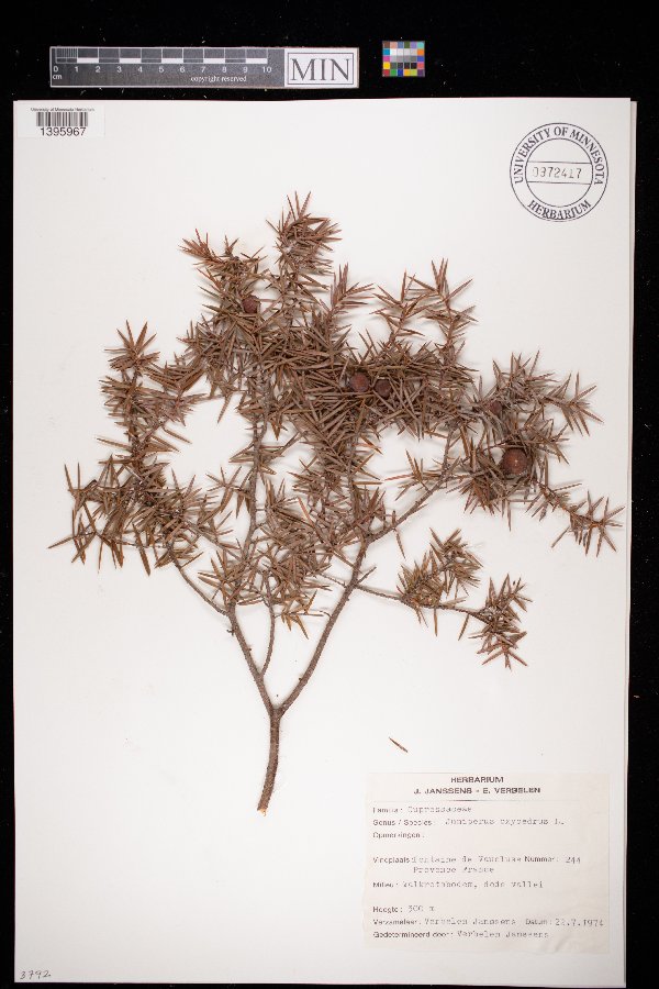 Juniperus oxycedrus image