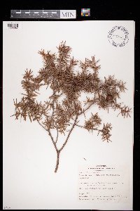 Image of Juniperus oxycedrus