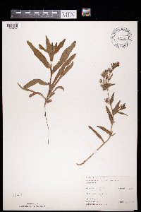 Anchusa arvensis image