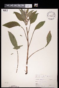 Image of Anchusa officinalis
