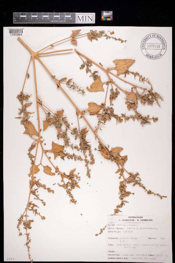 Atriplex glabriuscula image