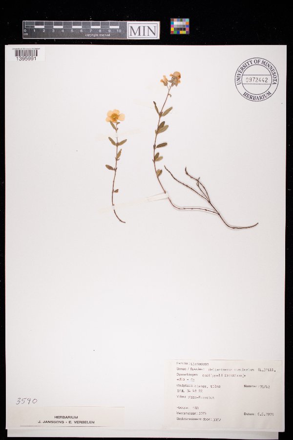 Helianthemum nummularium image