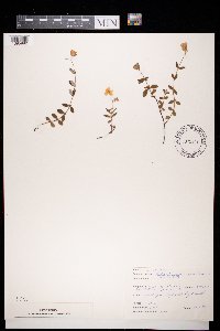 Helianthemum nummularium image