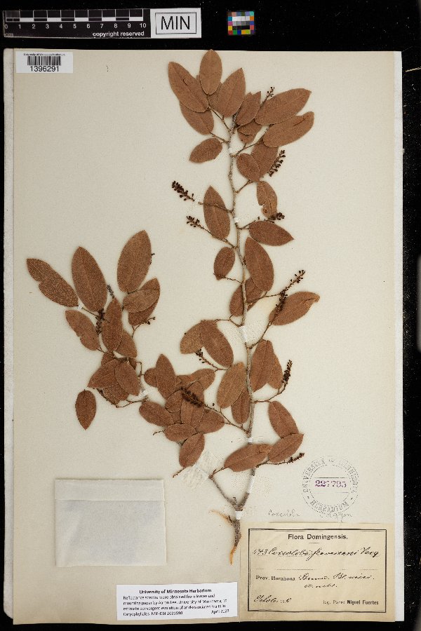 Coccoloba flavescens image