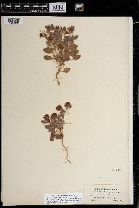 Eriogonum abertianum image