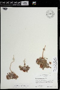 Eriogonum abertianum image