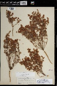 Eriogonum abertianum image