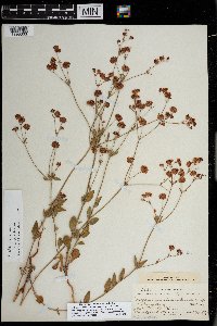 Eriogonum abertianum image