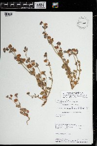 Eriogonum abertianum image