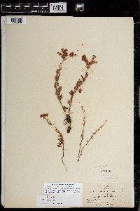 Eriogonum abertianum image