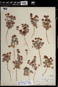 Eriogonum abertianum image