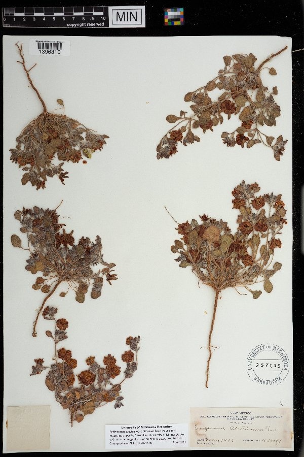 Eriogonum abertianum image